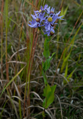 Symphyotrichum laeve laeve