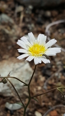 Malacothrix floccifera