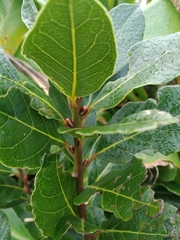 Laurus azorica