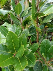 Laurus azorica