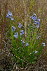 Symphyotrichum laeve laeve