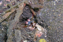 Odontodactylus scyllarus