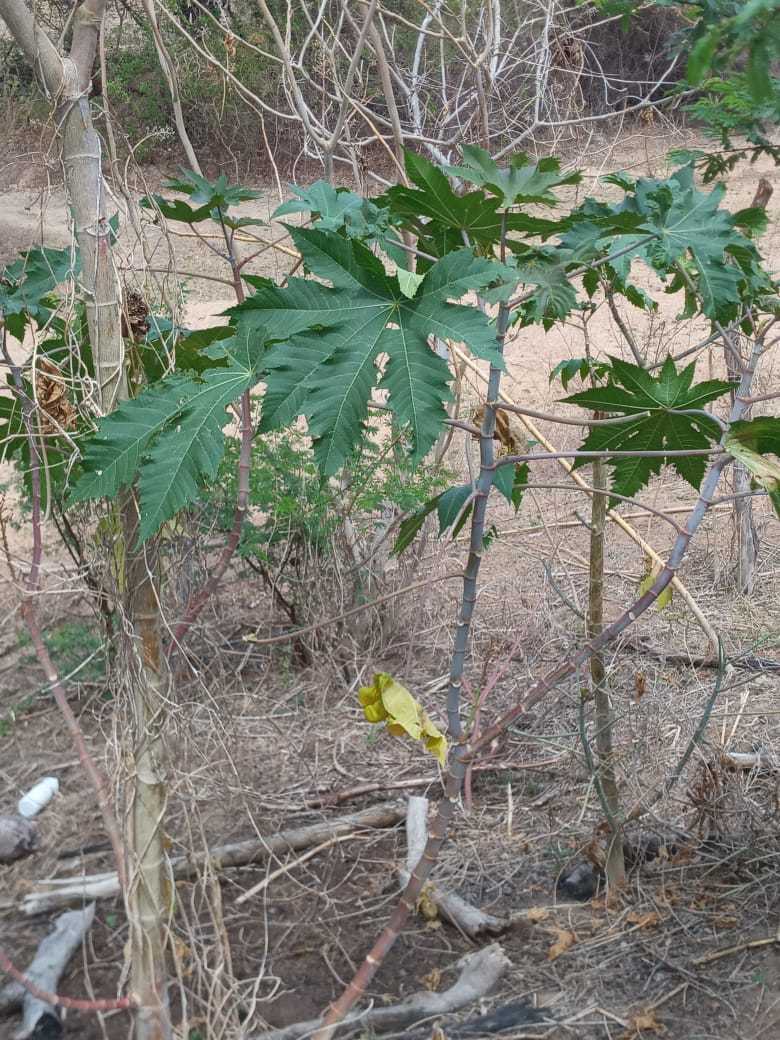 Ricinus communis