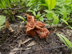 Gyromitra fastigiata