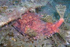 Cyclichthys orbicularis