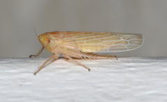 Graminella plana
