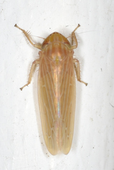 Graminella plana