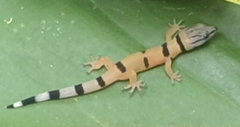 Sphaerodactylus homolepis image