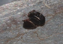 Simaethina