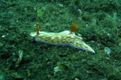 Hypselodoris zephyra