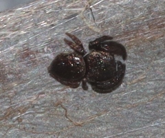 Simaethina