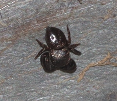 Simaethina