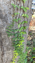 Dolichandra unguis-cati