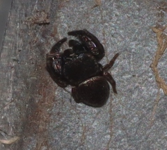Simaethina