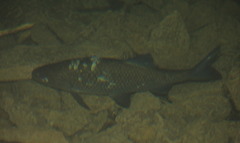 Scardinius hesperidicus