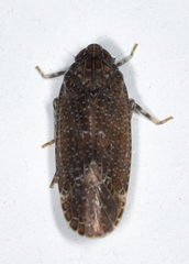 Opsiplanon luella
