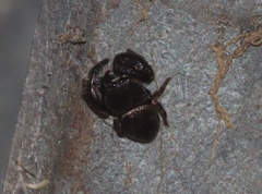 Simaethina
