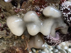 Polycitoridae
