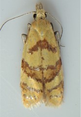 Phtheochroa vitellinana