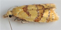 Phtheochroa vitellinana