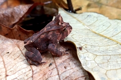 Proceratophrys renalis