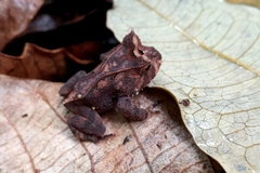 Proceratophrys renalis