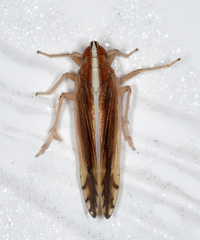 Stenocranus vittatus