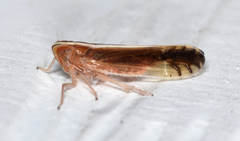 Stenocranus vittatus