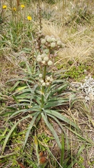 Eryngium megapotamicum
