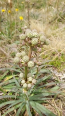 Eryngium megapotamicum