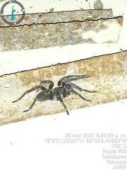 Cyrtopholis portoricae