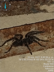 Cyrtopholis portoricae