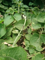 Lestes undulatus