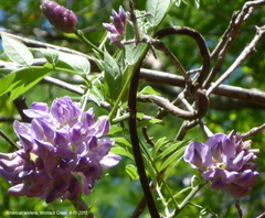 Wisteria frutescens image