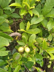 Combretum bracteosum