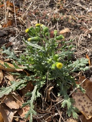 Senecio vulgaris
