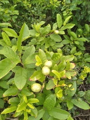 Combretum bracteosum
