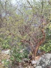 Commiphora leptophloeos