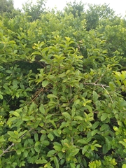 Combretum bracteosum