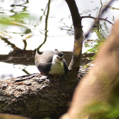 Amaurornis phoenicurus