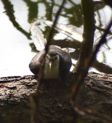 Amaurornis phoenicurus