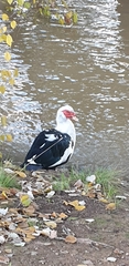 Cairina moschata domestica