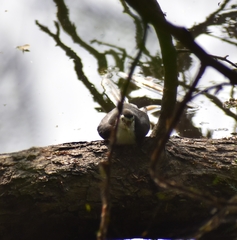 Amaurornis phoenicurus