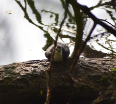 Amaurornis phoenicurus