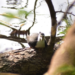 Amaurornis phoenicurus