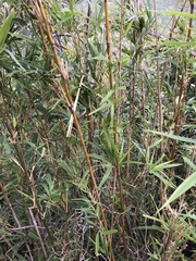 Pseudosasa cantorii