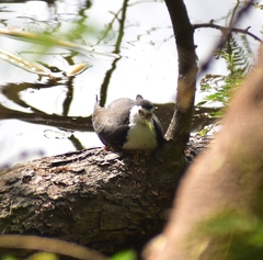 Amaurornis phoenicurus