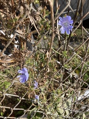 Cichorium intybus