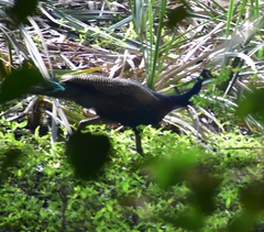 Pavo cristatus