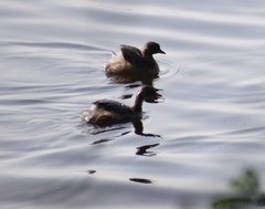 Tachybaptus ruficollis